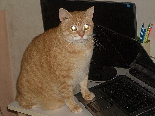 A cat on a computer