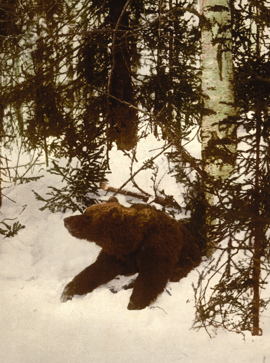 A bear coming out of his den, Russia