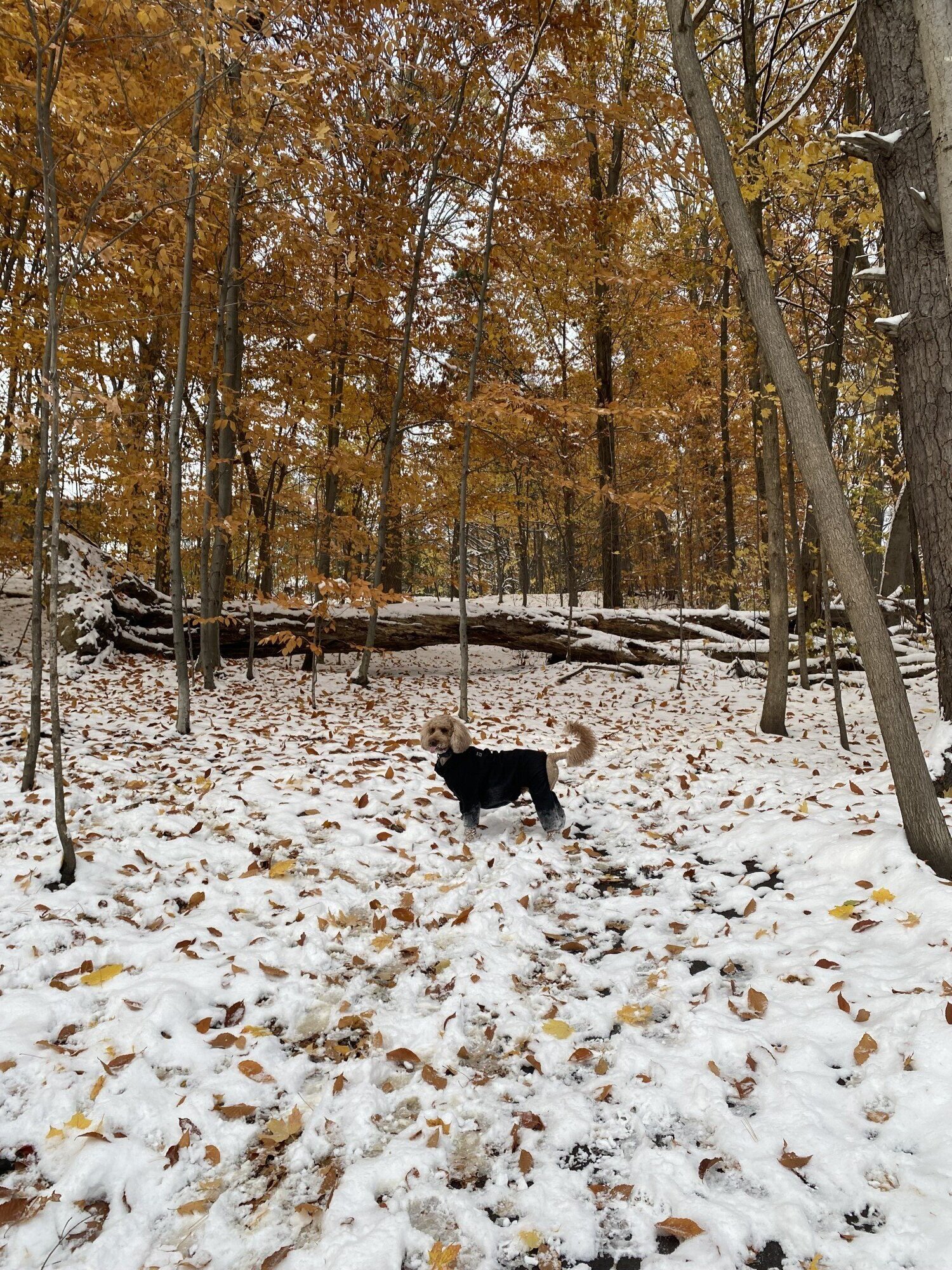 Image of a brown dog with fluffy ears and tail, wearing a black coat, standing in a forest of trees with orange leaves and the ground covered in snow.