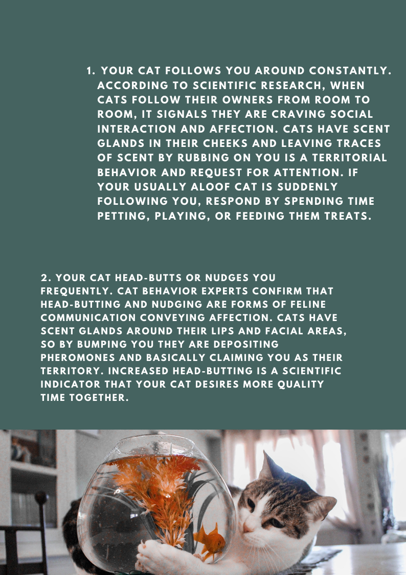 5 Signs Your Cat Needs More Attention 😓 Crazy Cat Shop