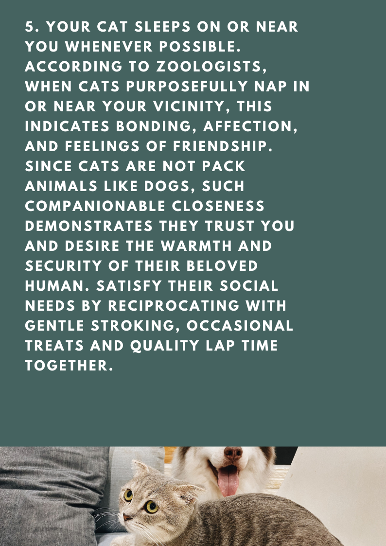 5 Signs Your Cat Needs More Attention 😓 Crazy Cat Shop