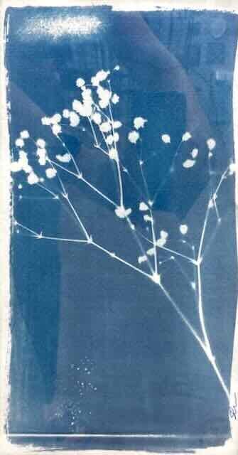 Cyanotype botanical