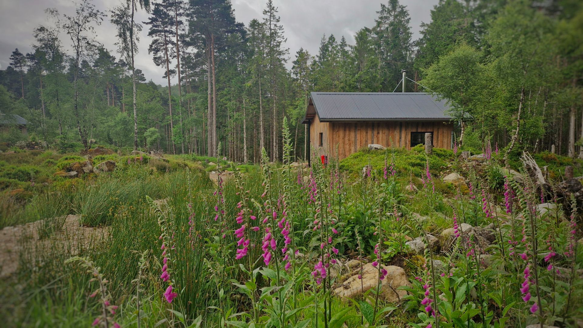 June foxgloves are growing around the cabin clearing.