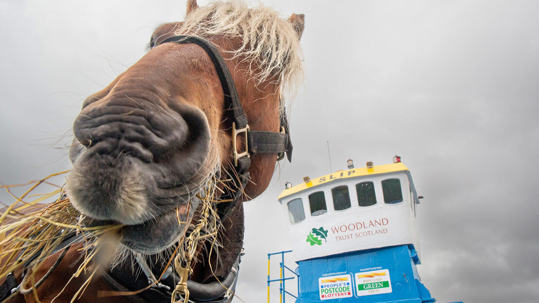 An image of Tarzan the horse and a barge from the article about Loch Arkaig. Credit: John Macpherson / WTML