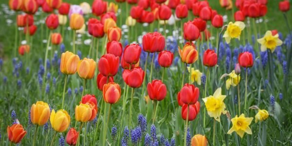 Tulips and Daffodils