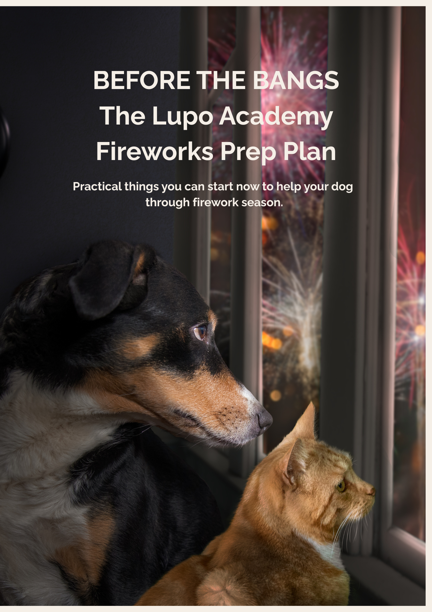 cat & dog watching fireworks through the window