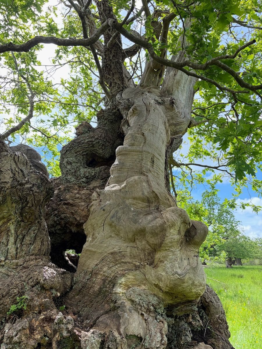 Wonder under the bark