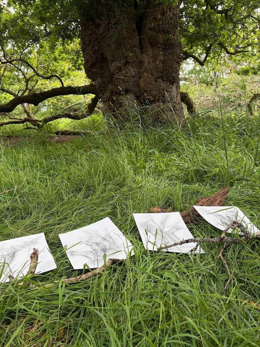 Drawing ancient oaks