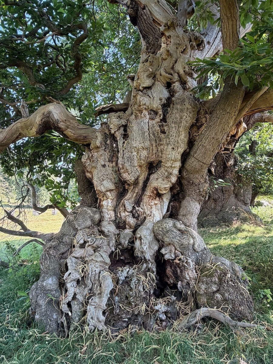 Convoluted chestnut