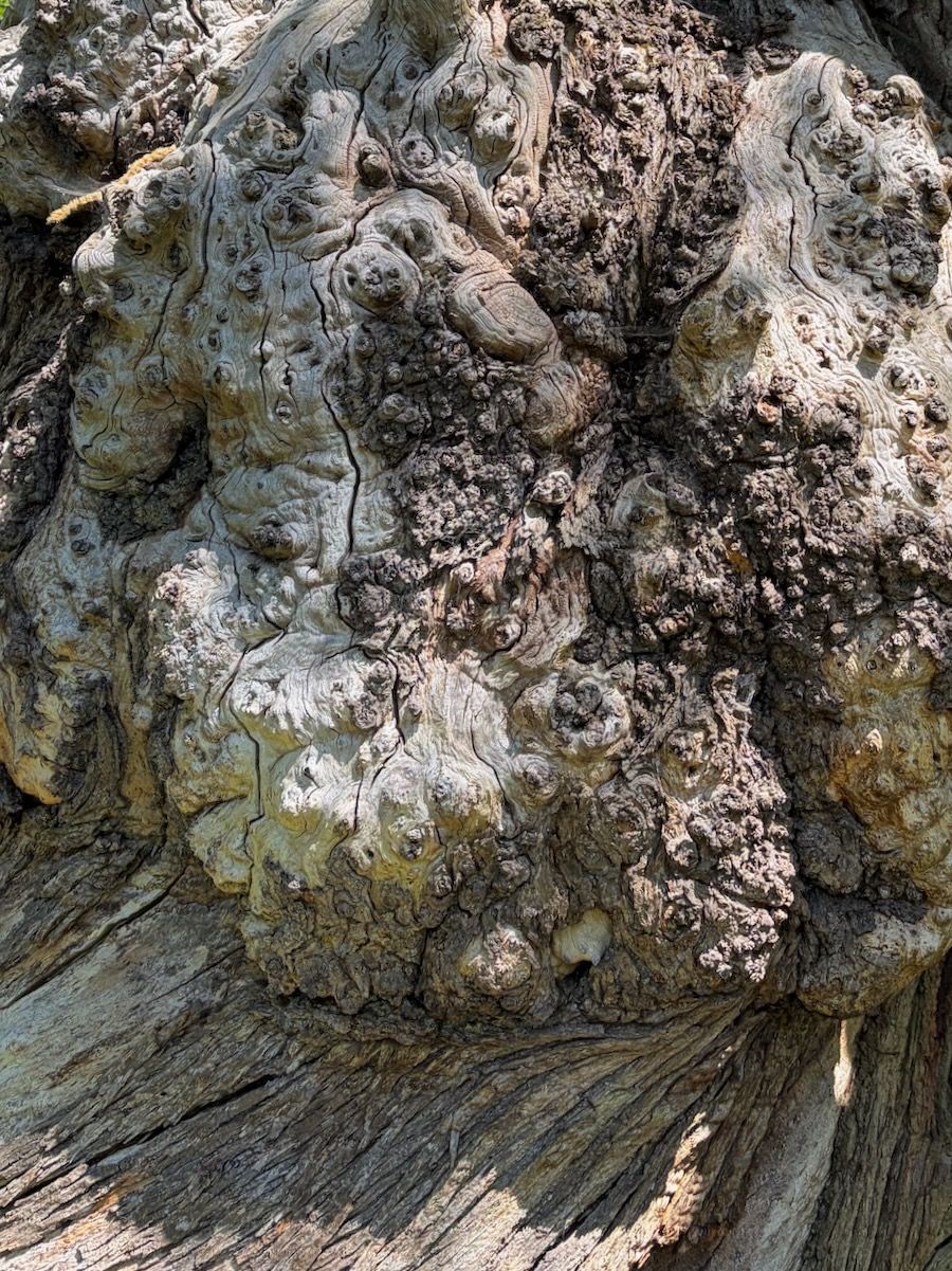 Chaotic burrs