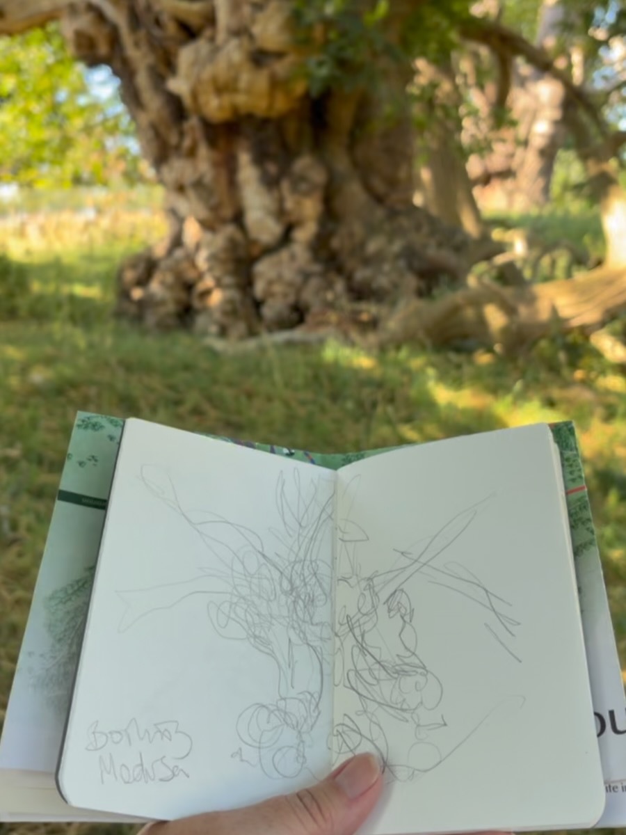 Shady sketching