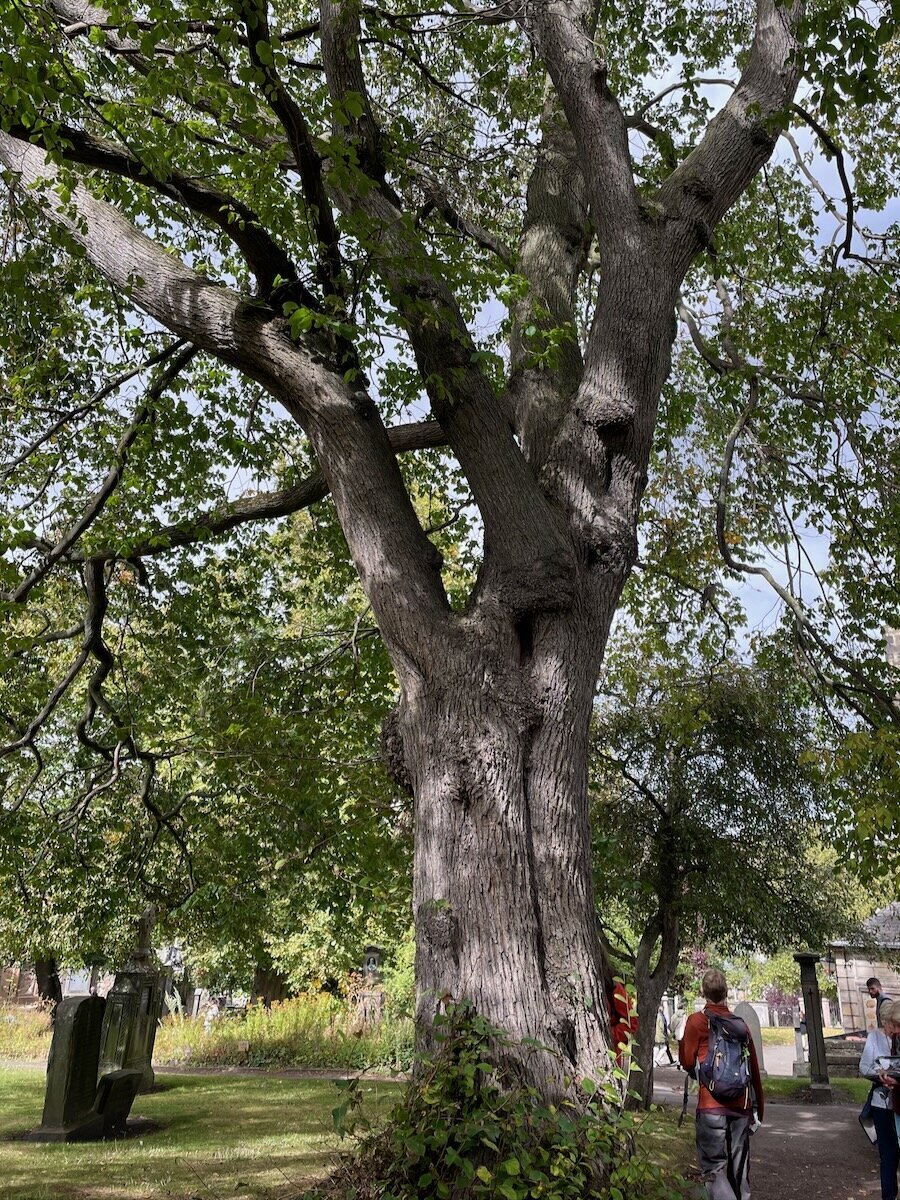 Elm tree in Greyfriars Kirkyard