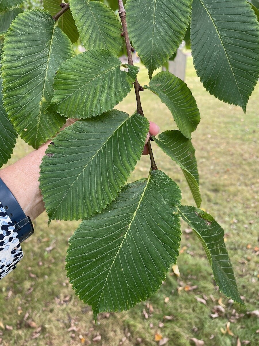 Elm leaves