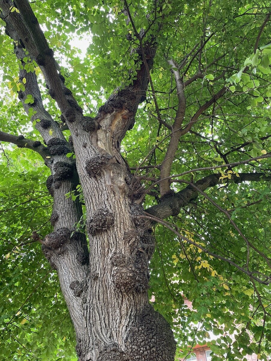 Upper branches of an Edinburgh elm