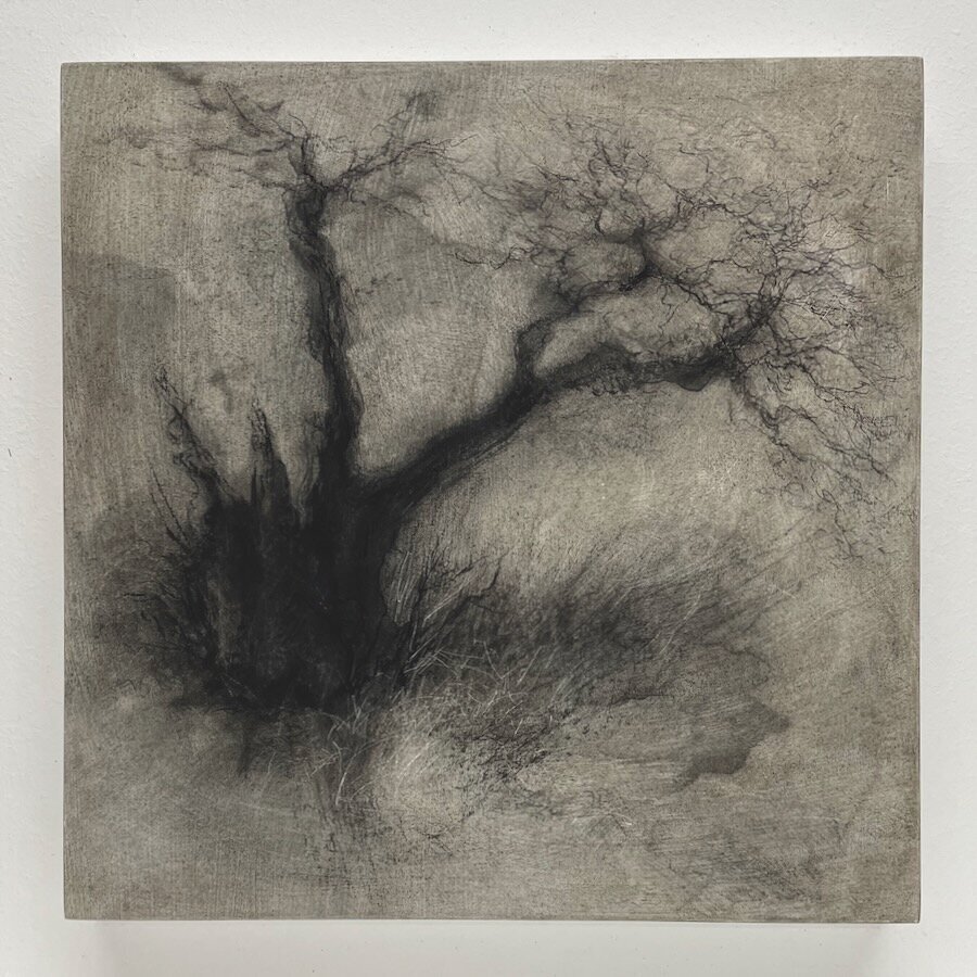 Alder, as yet untitled