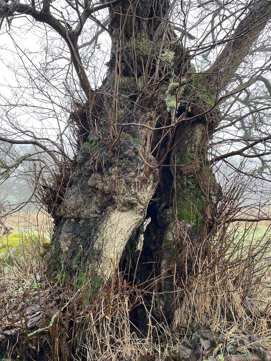 Hollowing trunk