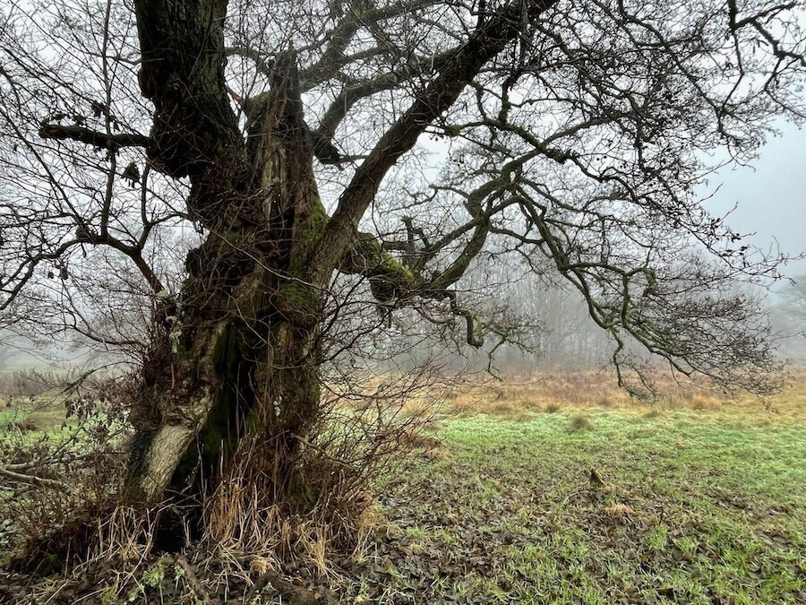 My tree totem