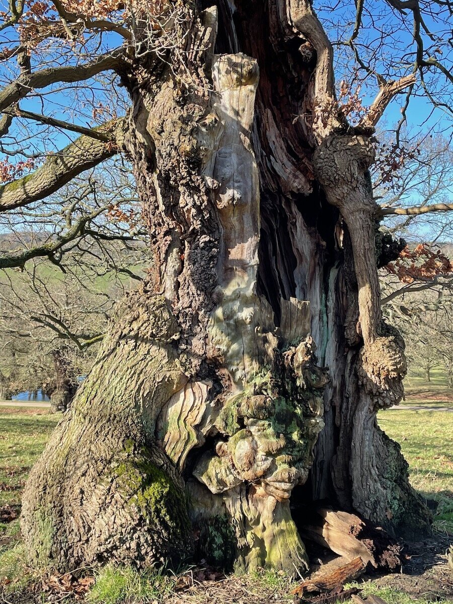 Gorgeously grotesque