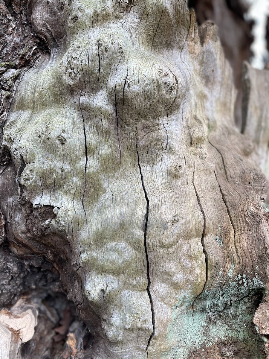 Wonder under the bark