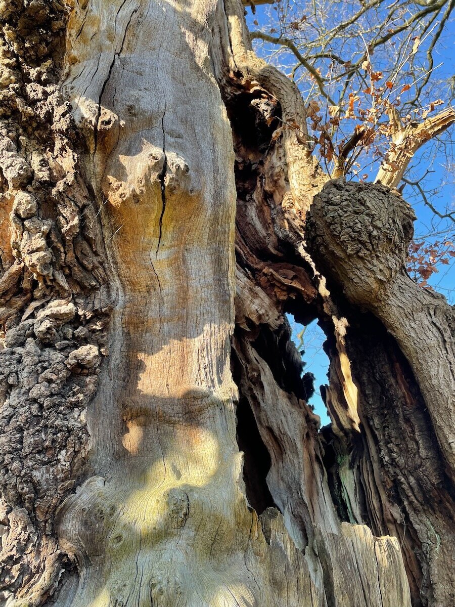 Anatomy of an ancient