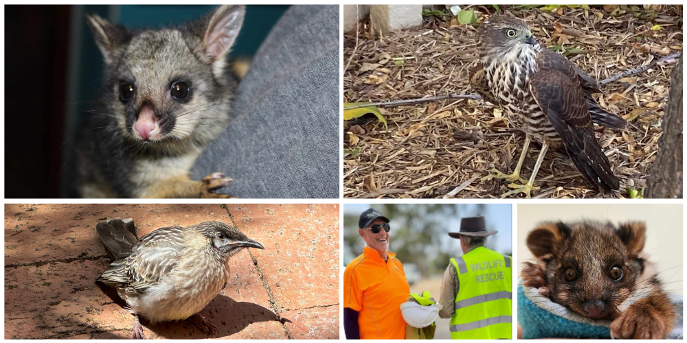 Walk4Wildlife Challenge